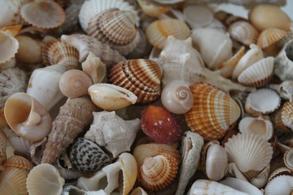 Unveil the beauty of customizable shell charms for jewelry